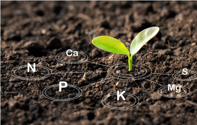 The 6 Vital Nutrients for Plant Health