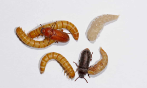 Mealworm