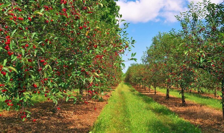 Cherry Trees in Your Orchard: A Guide to Selection and Care