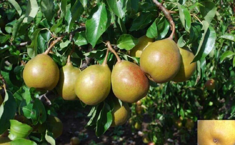 Pear Perfection: A Gardener’s Guide to Growing Luscious Pears